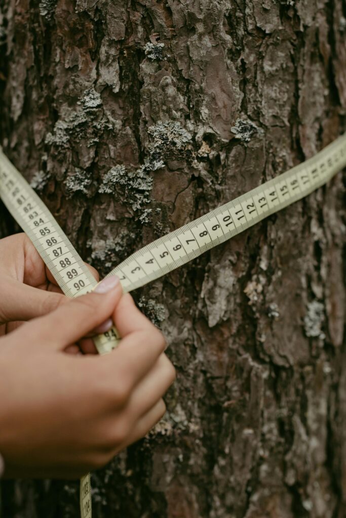 Close-up of hands using a tape measure to gauge tree trunk diameter outdoors.